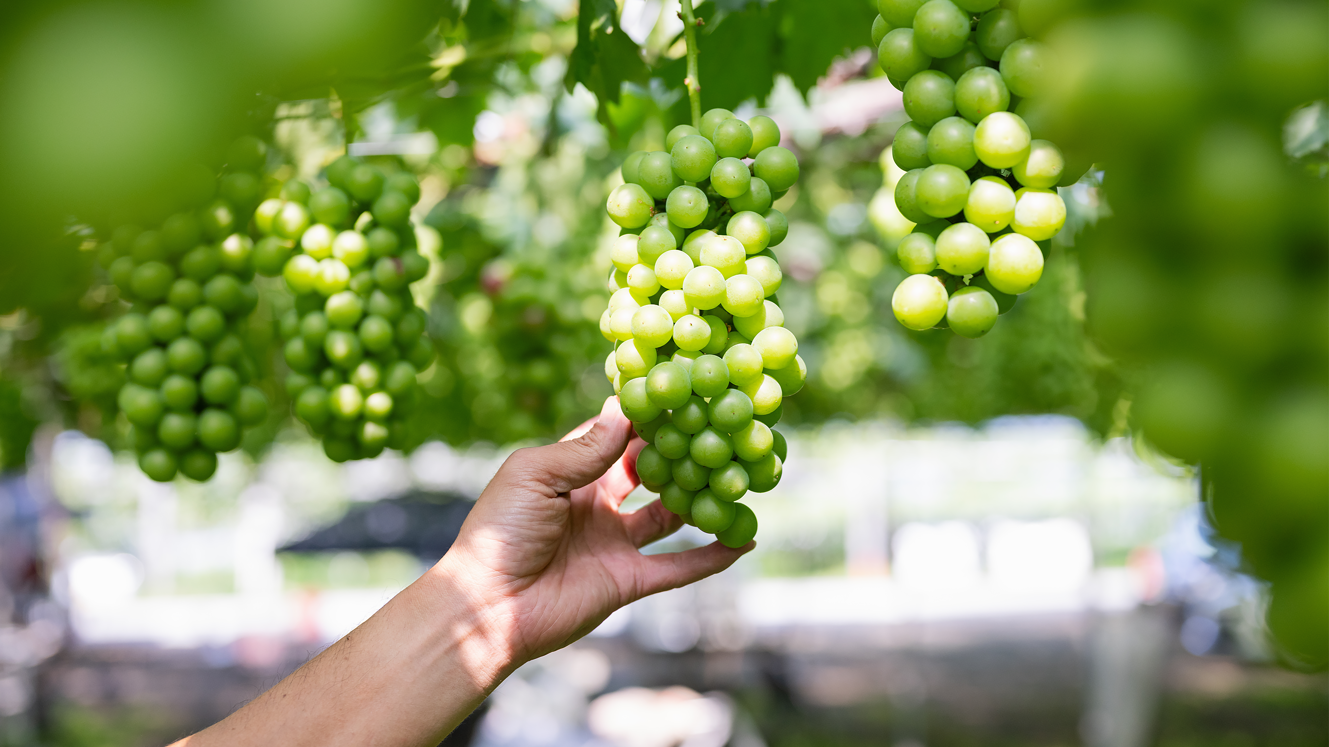 ワイン専用品種へのこだわり