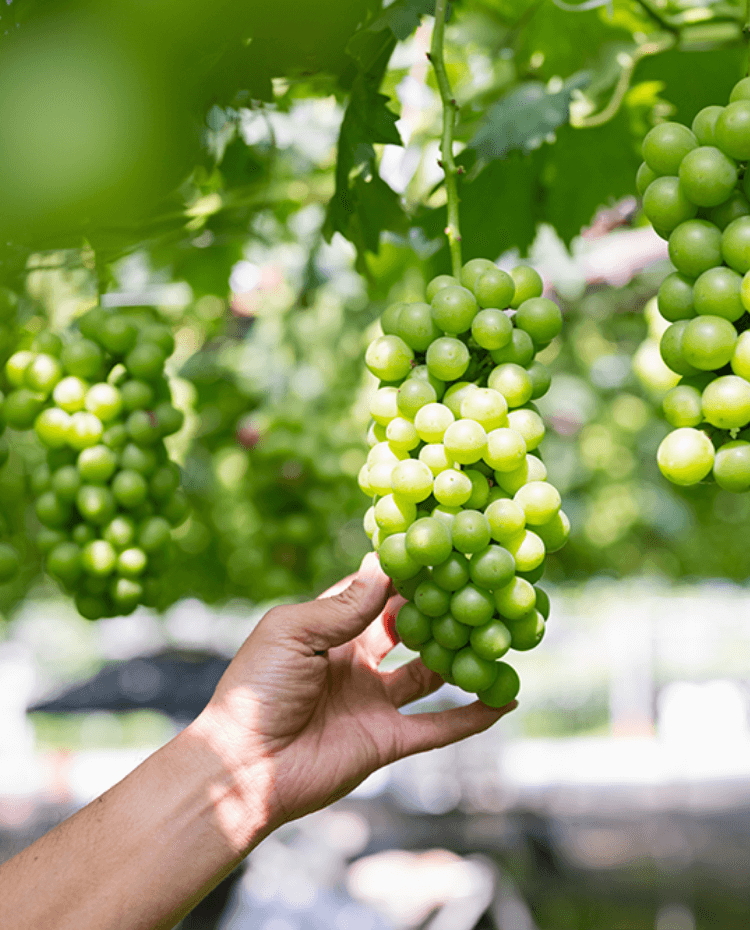 ワイン専用品種へのこだわり