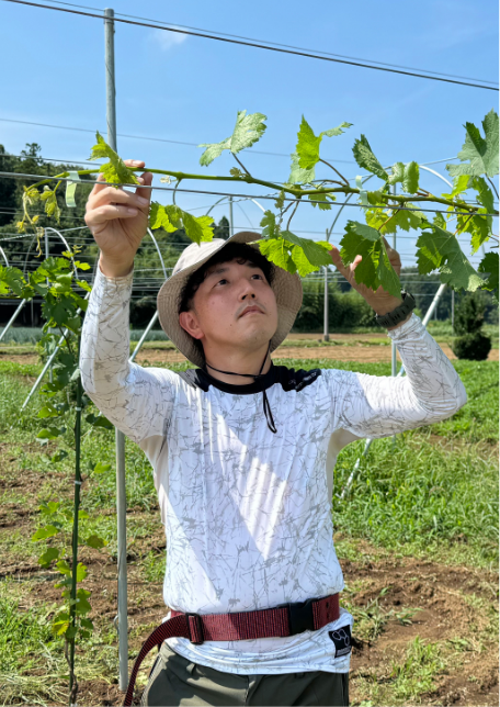 千葉ワイナリー圃場の様子